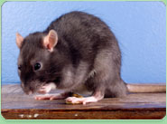 rat control Ormskirk